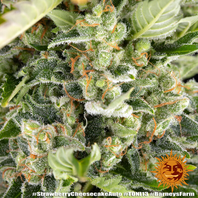 Barneys Farm Strawberry Cheescake Auto 8