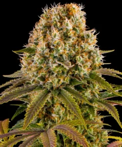 Barneys Farm Strawberry Lemonade