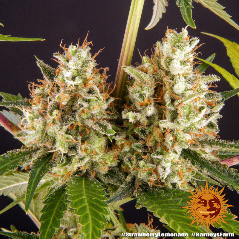 Barneys Farm Strawberry Lemonade 3