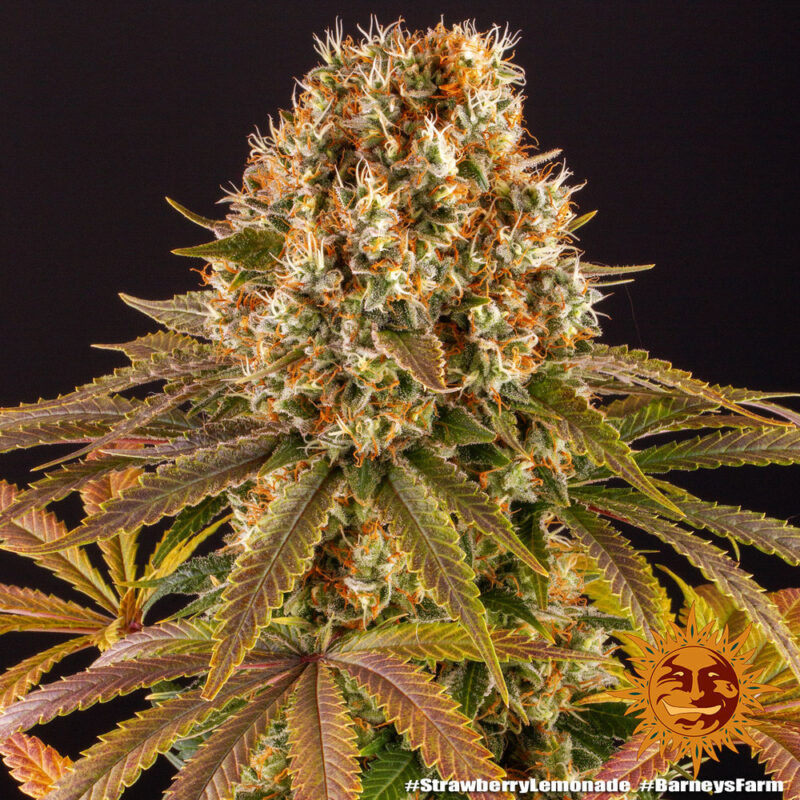 Barneys Farm Strawberry Lemonade 4