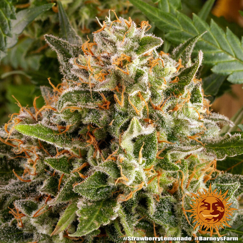 Barneys Farm Strawberry Lemonade 5