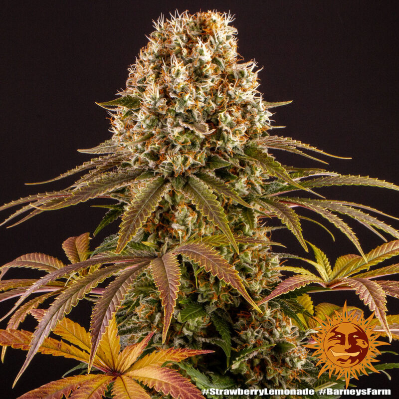 Barneys Farm Strawberry Lemonade 6