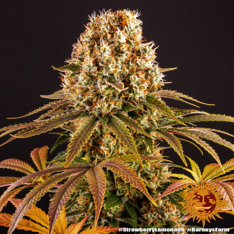 Barneys Farm Strawberry Lemonade 8