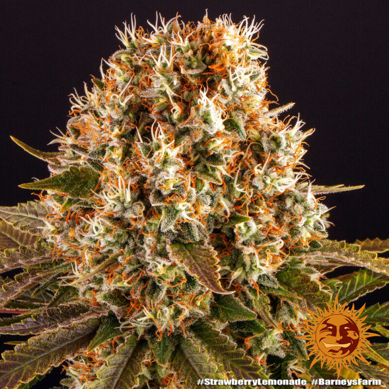 Barneys Farm Strawberry Lemonade 9