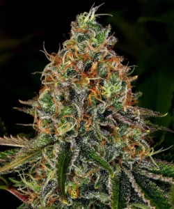 Barneys Farm Tangerine Dream Auto