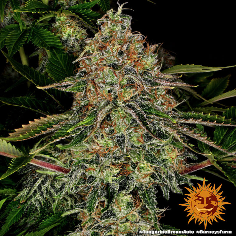 Barneys Farm Tangerine Dream Auto 3