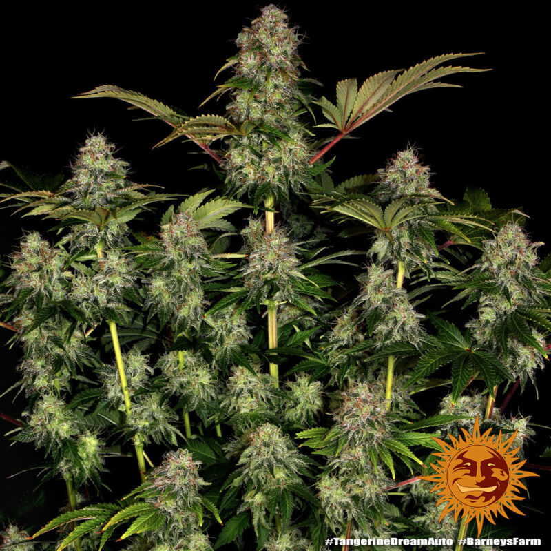 Barneys Farm Tangerine Dream Auto 4