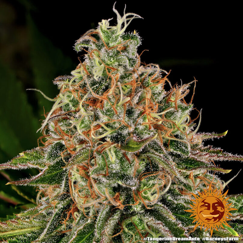 Barneys Farm Tangerine Dream Auto 5