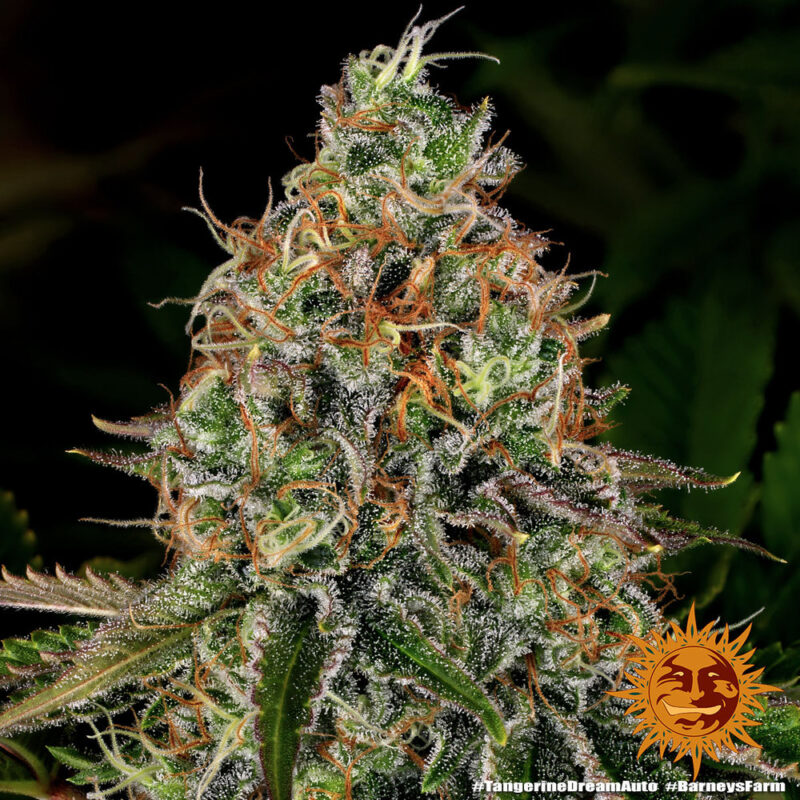 Barneys Farm Tangerine Dream Auto 6
