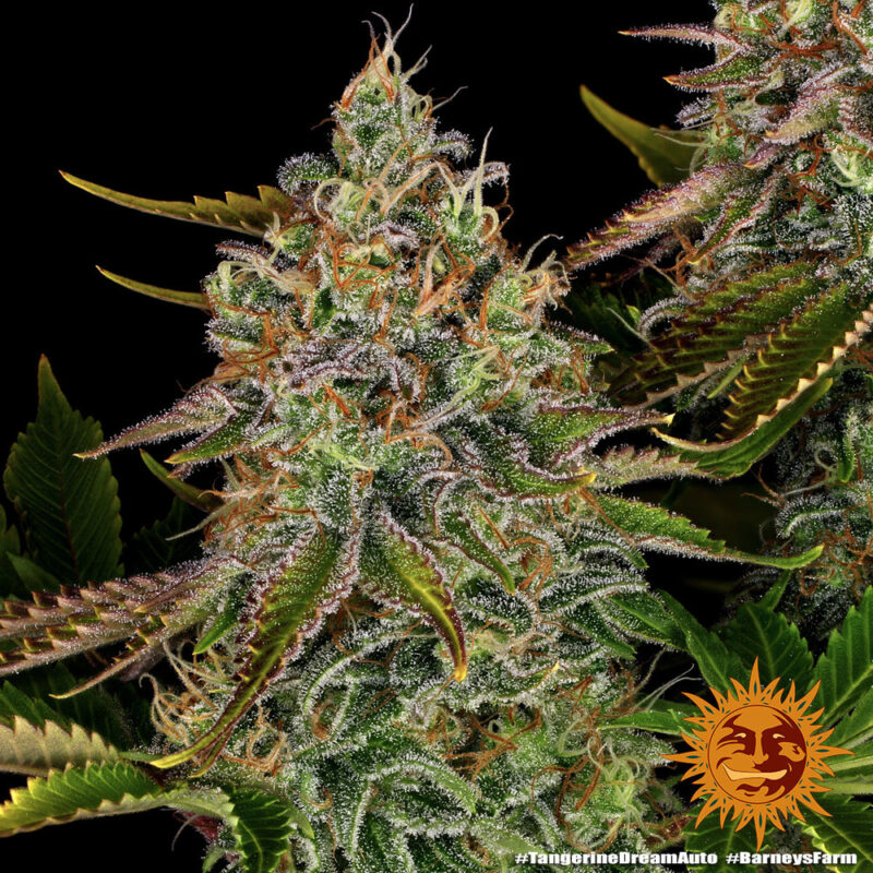 Barneys Farm Tangerine Dream Auto 7