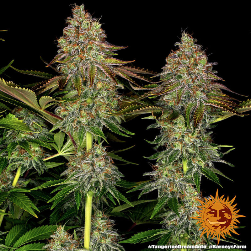 Barneys Farm Tangerine Dream Auto 8