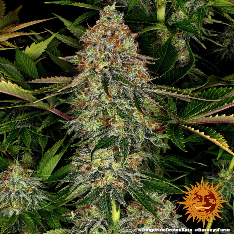 Barneys Farm Tangerine Dream Auto 9