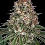 Barneys Farm Tropicanna Banana