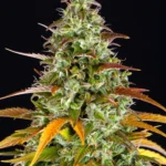 Barneys Farm Watermelon Zkittlez Auto