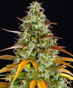 Barneys Farm Watermelon Zkittlez Auto