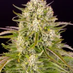 Barneys Farm Wedding Cake Auto