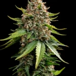 Barneys Farm White Widow XXL Auto