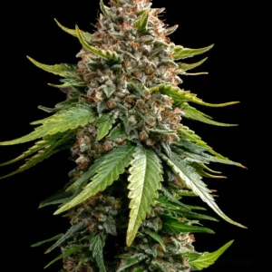 Barneys Farm White Widow XXL Auto
