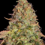 Barneys Farm Zkittlez OG Auto 3er Pack + 3er Giftpack Gratis dazu