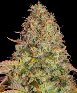 Barneys Farm Zkittlez OG Auto