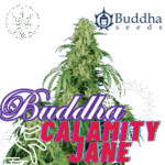 Buddha Calamity Jane Auto