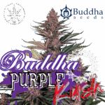 Buddha Purple Kush Auto