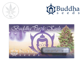 Buddha Purple Kush Auto 2