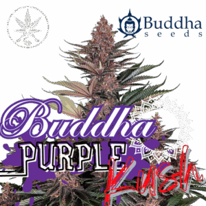 Buddha Purple Kush Auto