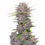 Fast Buds Banana Purple Punch Auto