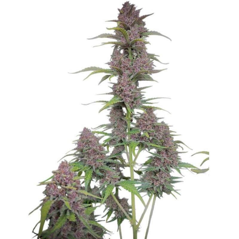 Fast Buds Banana Purple Punch Auto 2