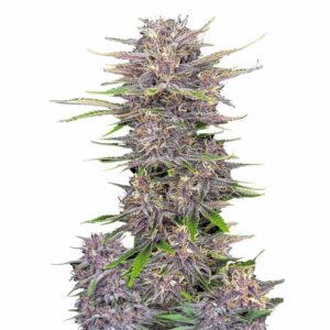 Fast Buds Banana Purple Punch Auto