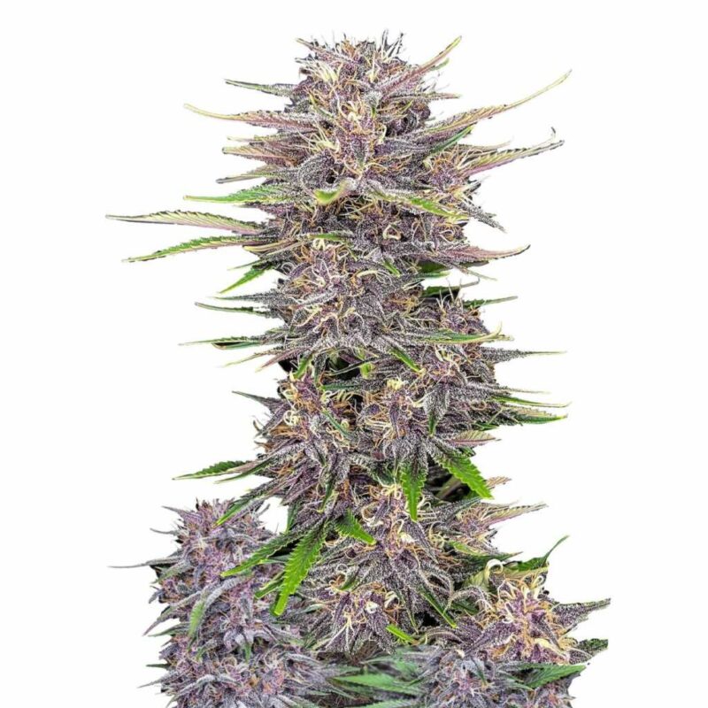 Fast Buds Banana Purple Punch Auto