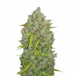 Fast Buds Original Bubblegum Auto