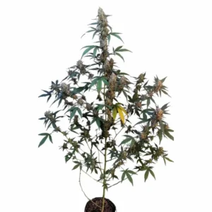 Fast Buds Original Bubblegum Auto 2