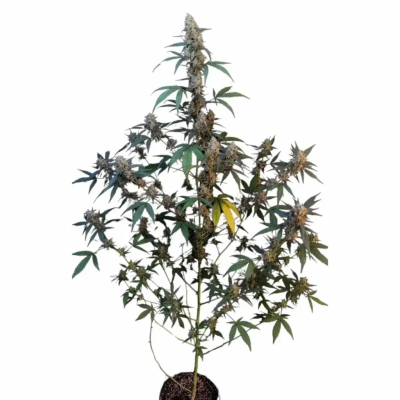 Fast Buds Original Bubblegum Auto 2