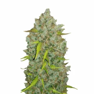 Fast Buds Original Bubblegum Auto