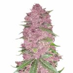 Fast Buds Purple Lemonade Auto