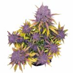Fast Buds Purple Lemonade Auto 2