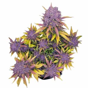 Fast Buds Purple Lemonade Auto 2