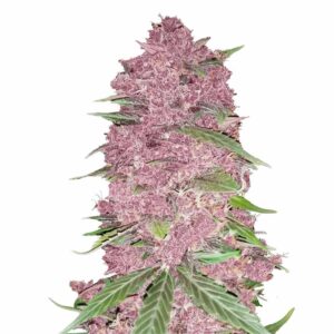 Fast Buds Purple Lemonade Auto