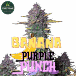 Fastbuds Seeds Banana Purple Punch Auto