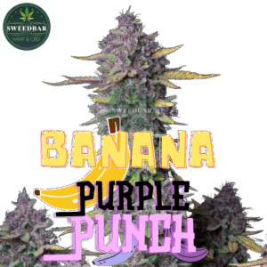 Fastbuds Seeds Banana Purple Punch Auto