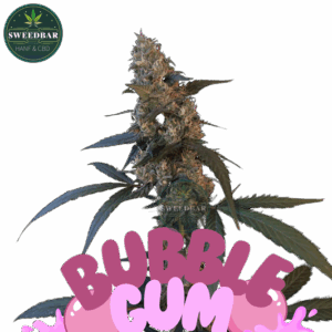 Fastbuds Seeds Original Bubblegum Auto