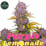 Fastbuds Seeds Purple Lemonade Auto