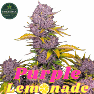 Fastbuds Seeds Purple Lemonade Auto