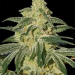 Barneys Farm Afghan Hash Plant - 10 Samen