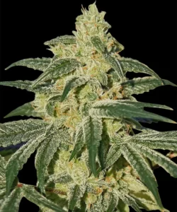 Barneys Farm Afghan Hash Plant