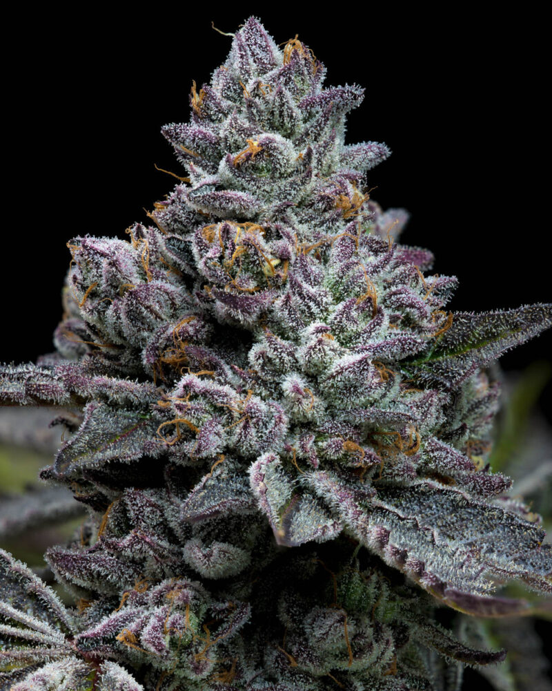 Barneys Farm Apple Fritter 2