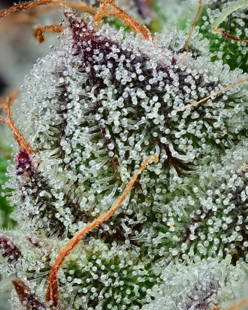 Barneys Farm Black Cherry Gushers 3