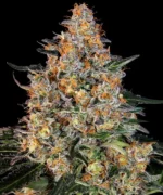 Barneys Farm Bubba Kush